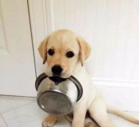 狗狗好像一直吃不飽，需要加餐嗎？