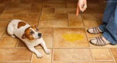 懲罰狗狗常見誤區(qū)，你知道嗎？