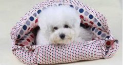 氣溫驟變，謹記寵物保暖工作哦！