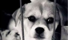 你的行為傷害到狗狗了嗎？