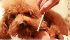 如何給狗狗梳毛？