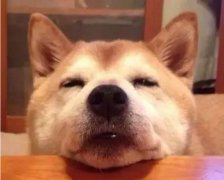 狗狗吃零食有什么注意事項(xiàng)？