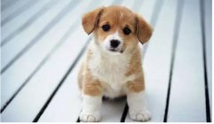 “小銅鈴”更適合哪些狗狗？