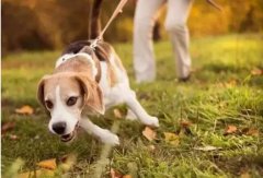 狗狗是如何舒緩壓力的呢？