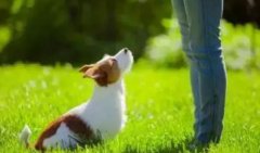 讓狗狗安靜的七大方法，你知道嗎？