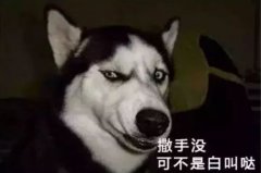 您家狗狗是不是也叫“撒手沒(méi)”？