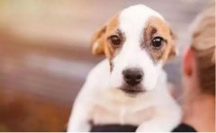 如何改善狗狗常見(jiàn)恐懼？