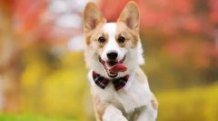 愛(ài)寵護(hù)理|狗狗耳部護(hù)理