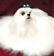 你不快樂嗎？那是因?yàn)槟銢]有養(yǎng)狗！