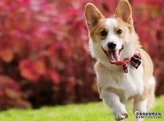 <b>如何讓狗狗安靜下來(lái)？——寵物百科知識(shí)</b>