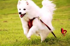 狗狗教會我們的人生道理，你做到了嗎？