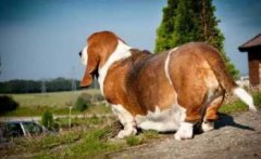 注意，這８種做法會減損狗狗的壽命！