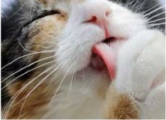 喵為什么這么愛舔毛？