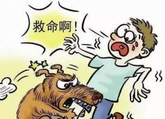 如遇惡犬咬人該怎么辦？這些知識也許能救命！