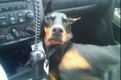 開車載狗雖拉風(fēng)，背后的安全隱患你又知多少？