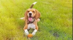 和養(yǎng)狗人交流時(shí)哪些話(huà)不應(yīng)該說(shuō)?