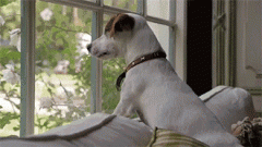 狗狗的十個(gè)有趣的小心思，你可一定要知道！