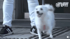 狗，真是人類(lèi)最好的朋友嗎？