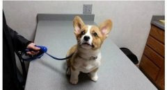 狗狗特殊時(shí)期的營養(yǎng)補(bǔ)給