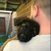 世界上最深厚的感情，排在第一位的竟是狗狗對(duì)