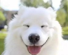 你是什么時(shí)候被你家狗撩到的？