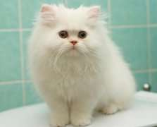 為什么越來越多的人都養(yǎng)貓？喵星人：我吃得少