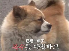 狗子會(huì)記仇嗎？