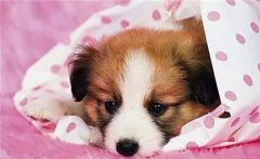 主人在狗狗心中的位置，從它睡覺位置就能看出