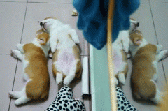 養(yǎng)柯基一定要同時(shí)養(yǎng)兩只！華興寵物食品