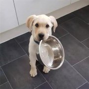 到了飯點(diǎn)不喂狗，你可知道后果的嚴(yán)重性？