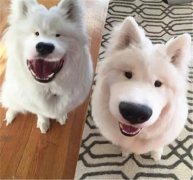 丑了2018一整年，2019狗狗真的太想變漂亮了！