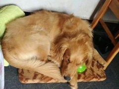 注意！狗狗的這些動(dòng)作不是撒嬌，是求助！