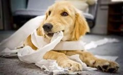 狗狗咬主人的衣服是想表達(dá)什么？ 華興寵物食品