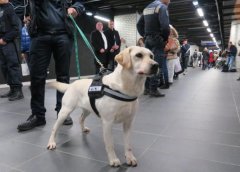 盲人的眼睛，路上碰見了導(dǎo)盲犬該如何做？ 華興