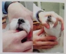 狗狗喂藥小技巧！ 華興寵物食品