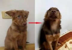 狗知道自己是狗嗎？