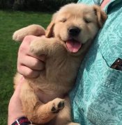 把狗當(dāng)孩子養(yǎng)，你認(rèn)同嗎？ 華興寵物食品