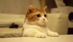 貓這種動物，一旦碰上，就再也戒不了了 華興寵