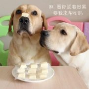 狗狗是否需要補鈣？補鈣應注意什么？ 華興寵物