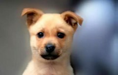 小土狗，也很可愛呀！