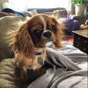 狗狗冬季毛發(fā)打結，如何正確洗澡！