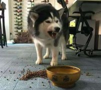 這些錯(cuò)誤喂食習(xí)慣，別再犯了  華興寵物食品