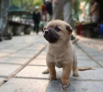 小奶狗剛到家一直叫怎么辦？