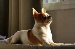 主人出門將狗狗留在家中，這些事項一定要牢記