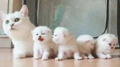 貓咪一生要經(jīng)歷的六個階段，你家貓?zhí)幱谀膫€時期？