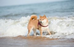 夏季遛狗，要避開這四種不良行為，你別不知道