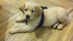 注意！狗狗的這些動作不是撒嬌，而是求助！