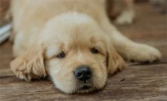 秋天，狗狗需要格外＂謹防＂的幾類疾病