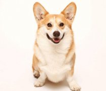 小型犬有非常特殊的需求需要特別照顧,你知道嗎？