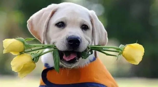 感動(dòng)！原來(lái)狗狗這些表現(xiàn)，都是愛(ài)的證明